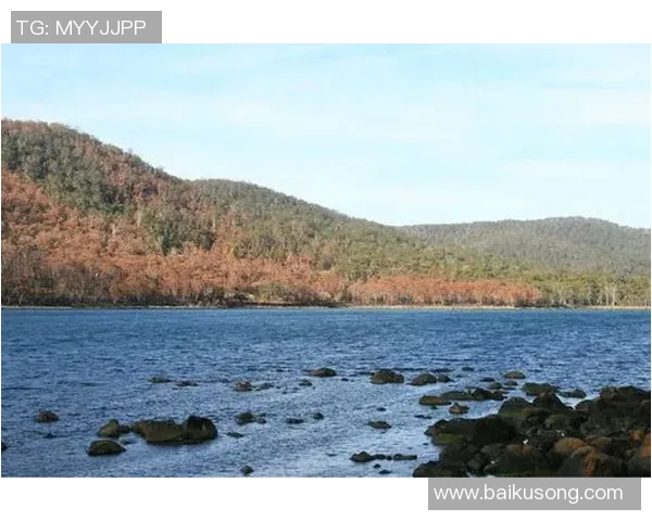飓风与亚自由的实力对比究竟谁更强大分析与探讨